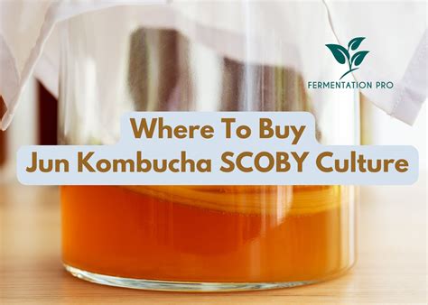 kombucha scoby where to buy